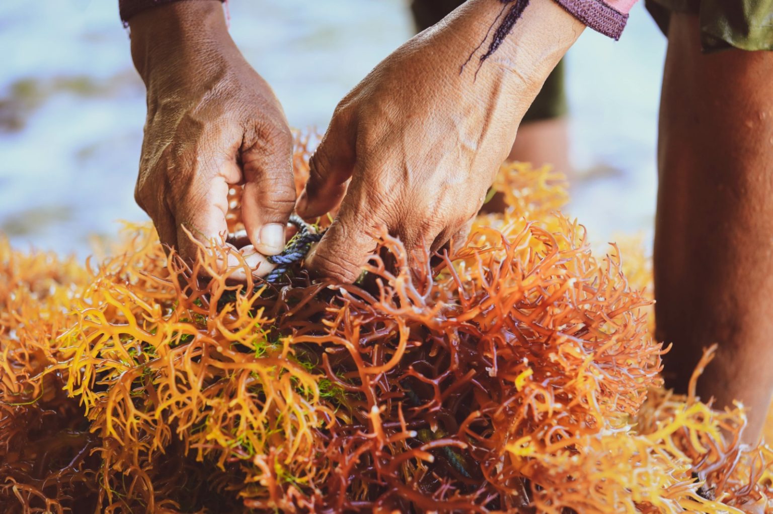 Red-Seaweed-picking-1536x1023